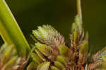 Drummond's sedge